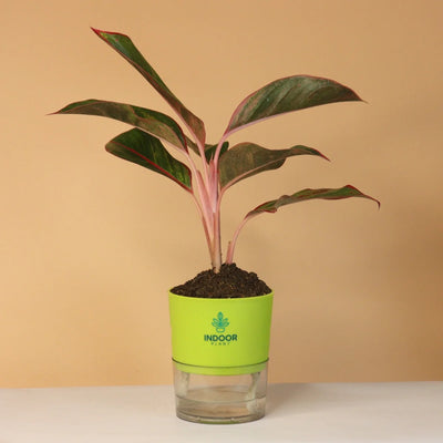 Aglaonema Red Lipstick Plant With Self Watering Pot