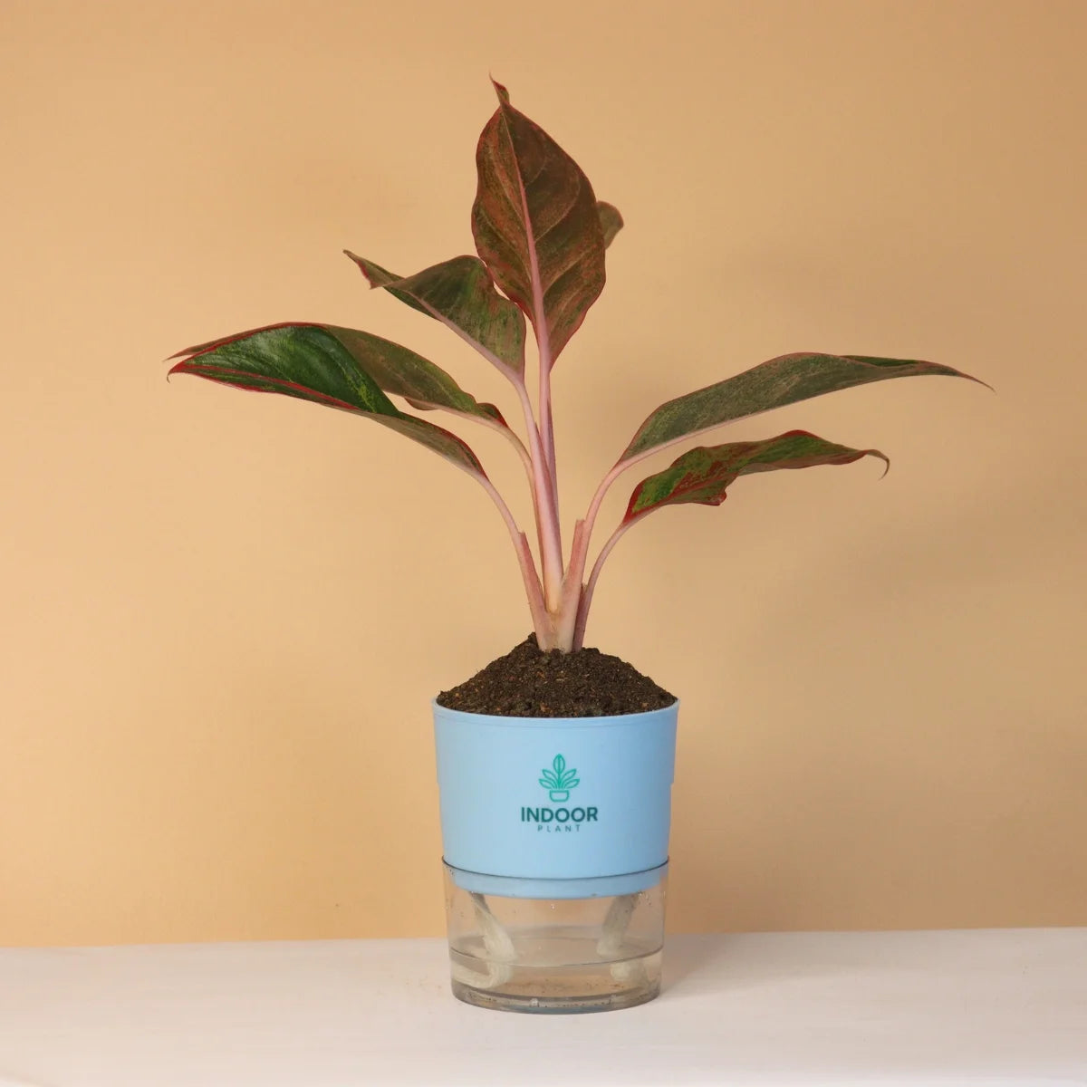 Aglaonema Red Lipstick Plant With Self Watering Pot