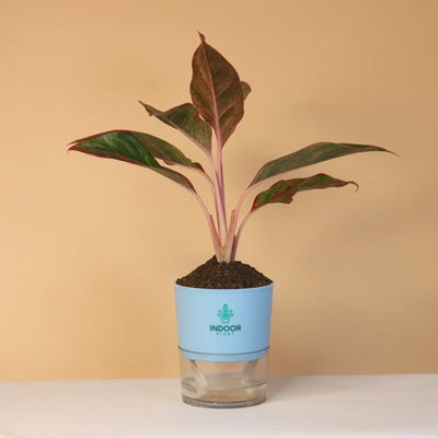 Aglaonema Red Lipstick Plant With Self Watering Pot