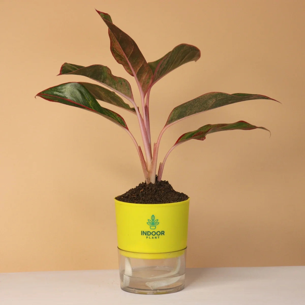 Aglaonema Red Lipstick Plant With Self Watering Pot