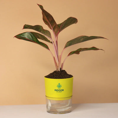 Aglaonema Red Lipstick Plant With Self Watering Pot