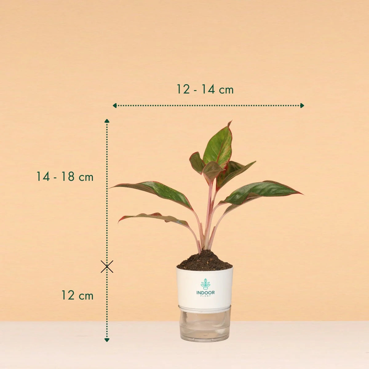 Aglaonema Red Lipstick Plant With Self Watering Pot