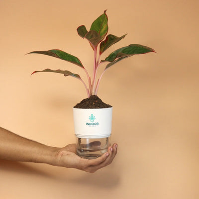 Aglaonema Red Lipstick Plant With Self Watering Pot