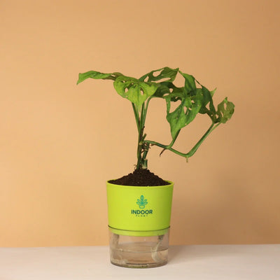 Monstera Broken Heart Plant With Self Watering Pot