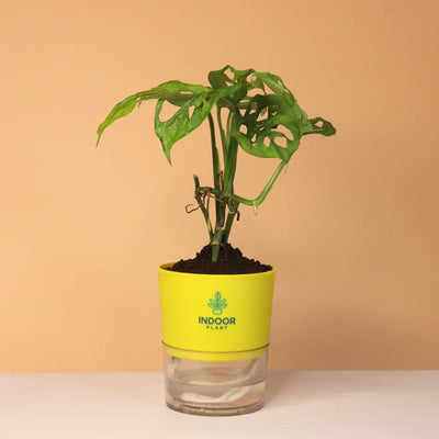 Monstera Broken Heart Plant With Self Watering Pot