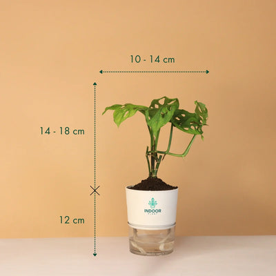 Monstera Broken Heart Plant With Self Watering Pot