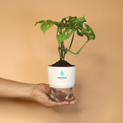Monstera Broken Heart Plant With Self Watering Pot