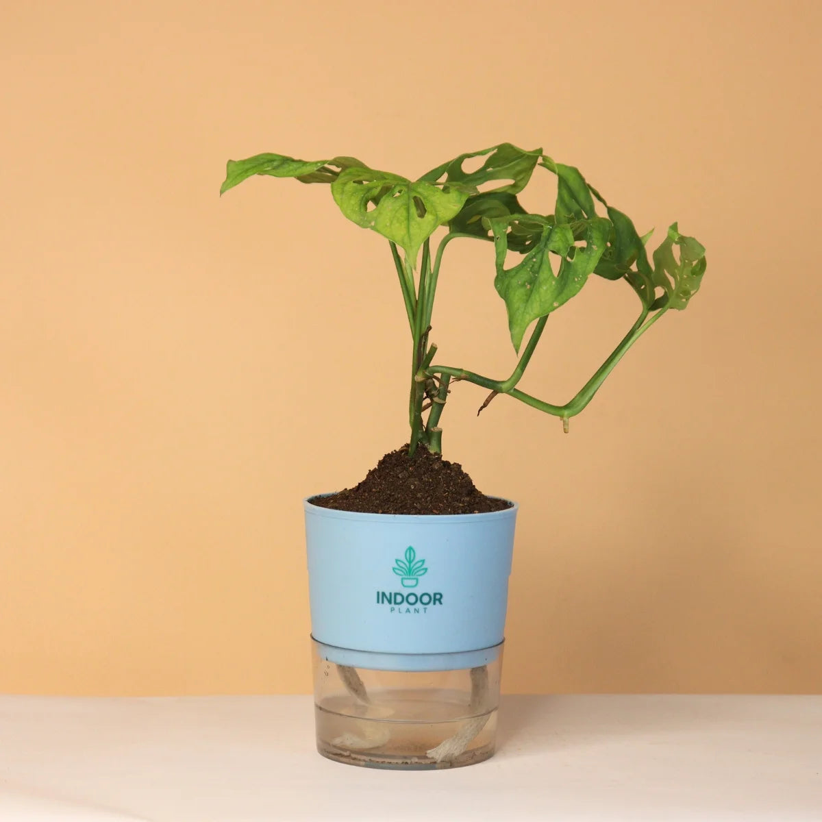 Monstera Broken Heart Plant With Self Watering Pot