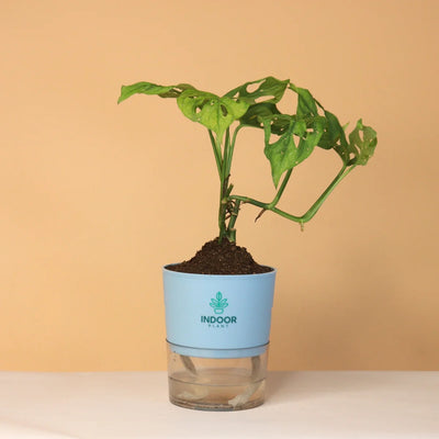 Monstera Broken Heart Plant With Self Watering Pot