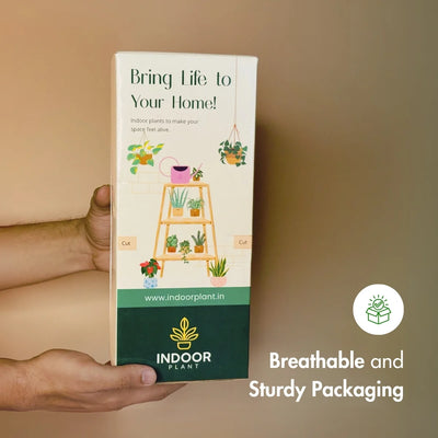 Pack of 3 Air Purifying Plants