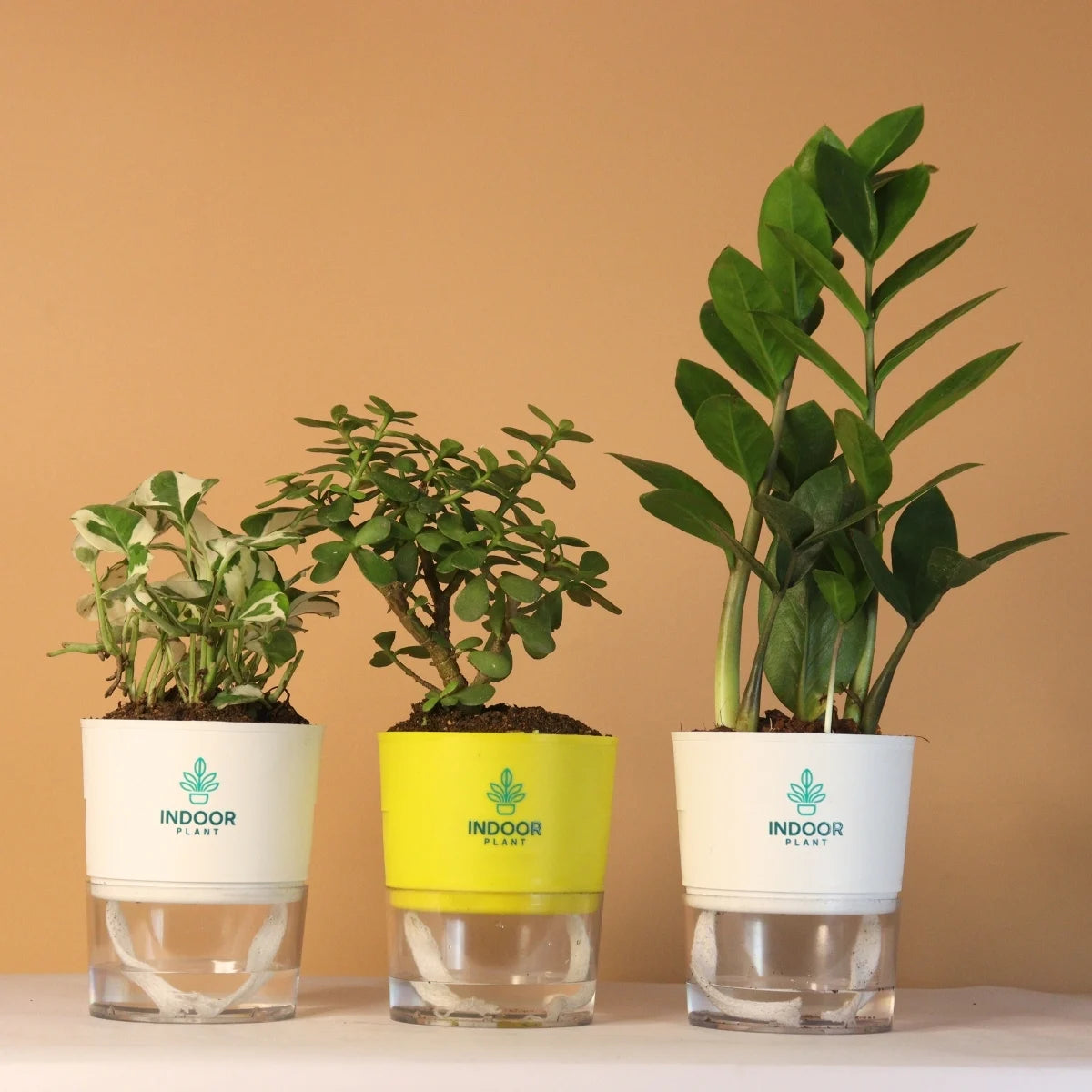 Pack of 3 Joy & Prosperity Plants
