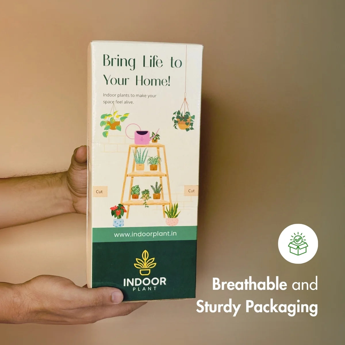 Pack of 3 Joy & Prosperity Plants