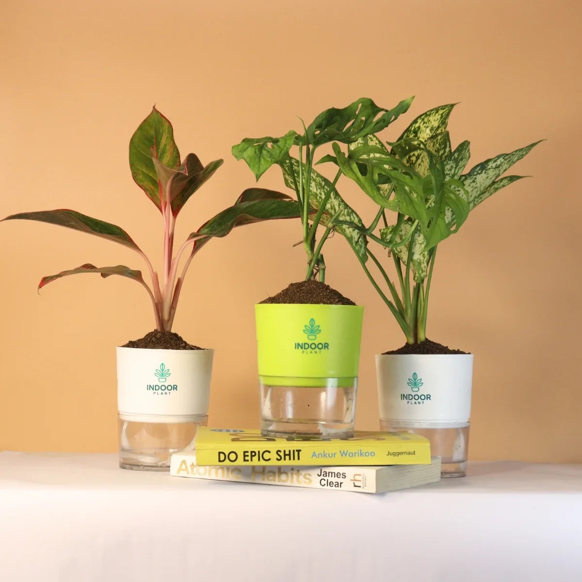 Pack of 3 Peace & Pretty Plants