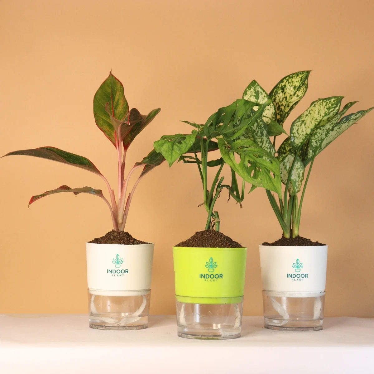 Pack of 3 Peace & Pretty Plants