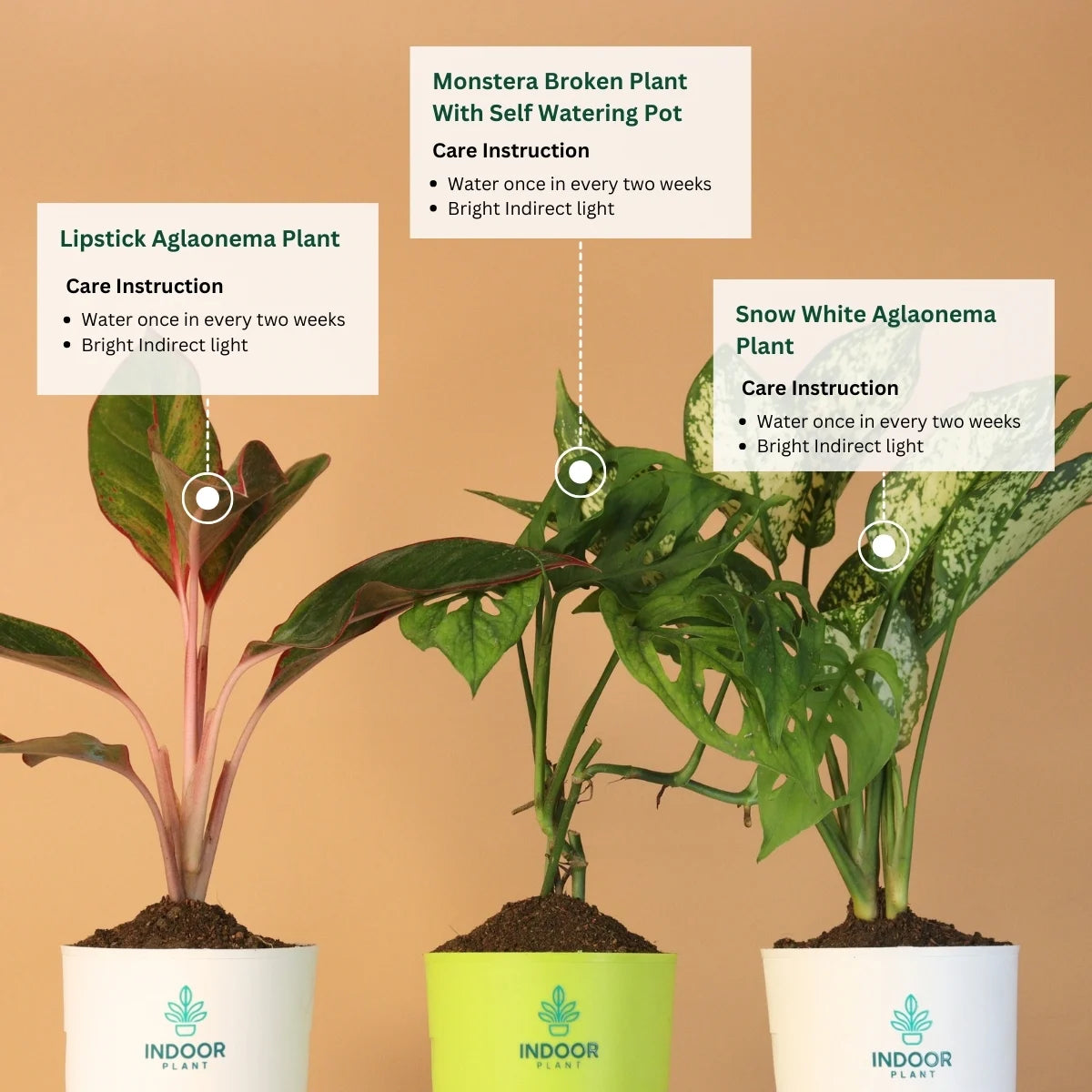 Pack of 3 Peace & Pretty Plants