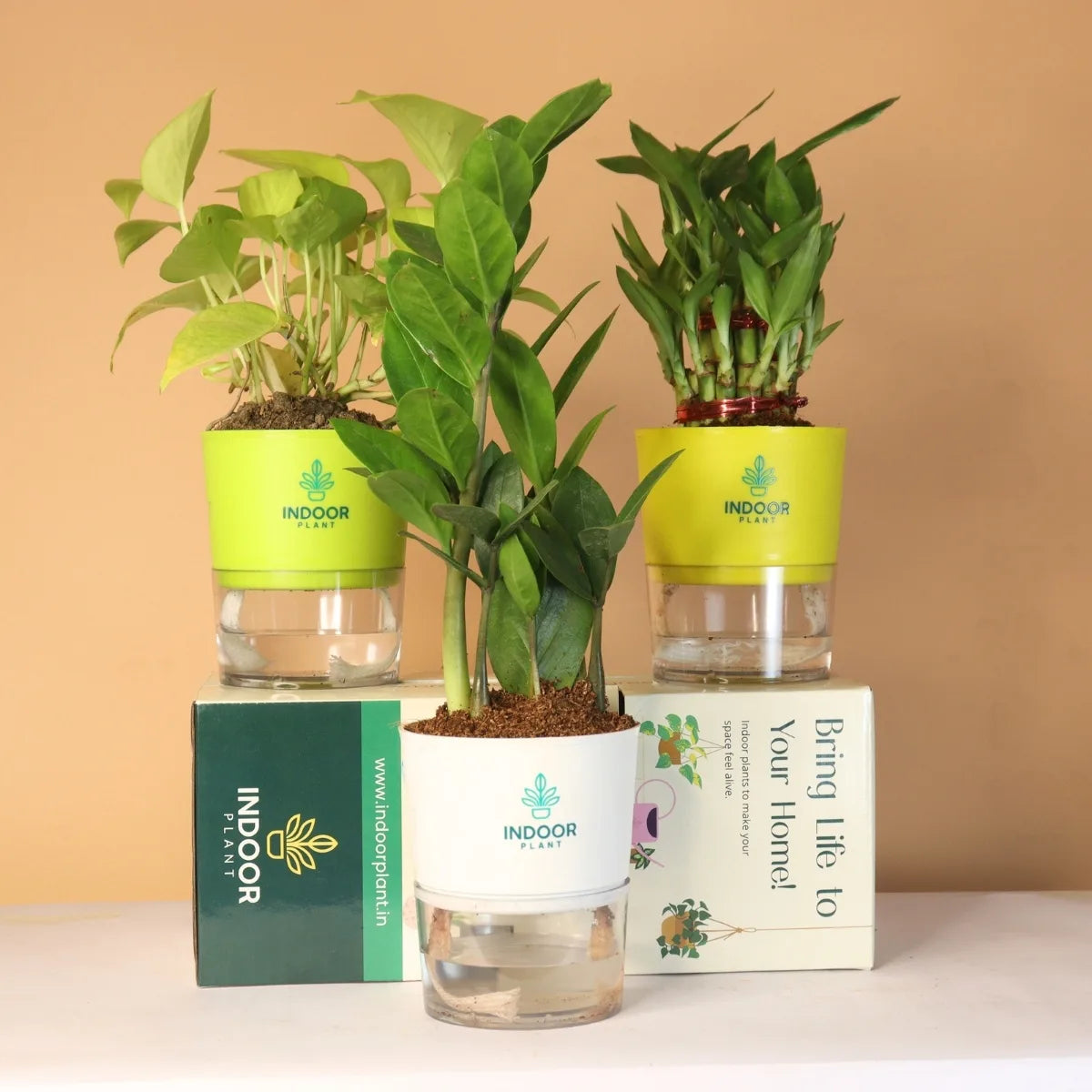 Pack of 3 Vaastu Plants