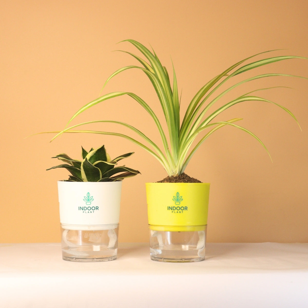 Pack Of 2 Air Purifying Plants