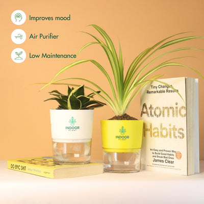 Pack Of 2 Air Purifying Plants
