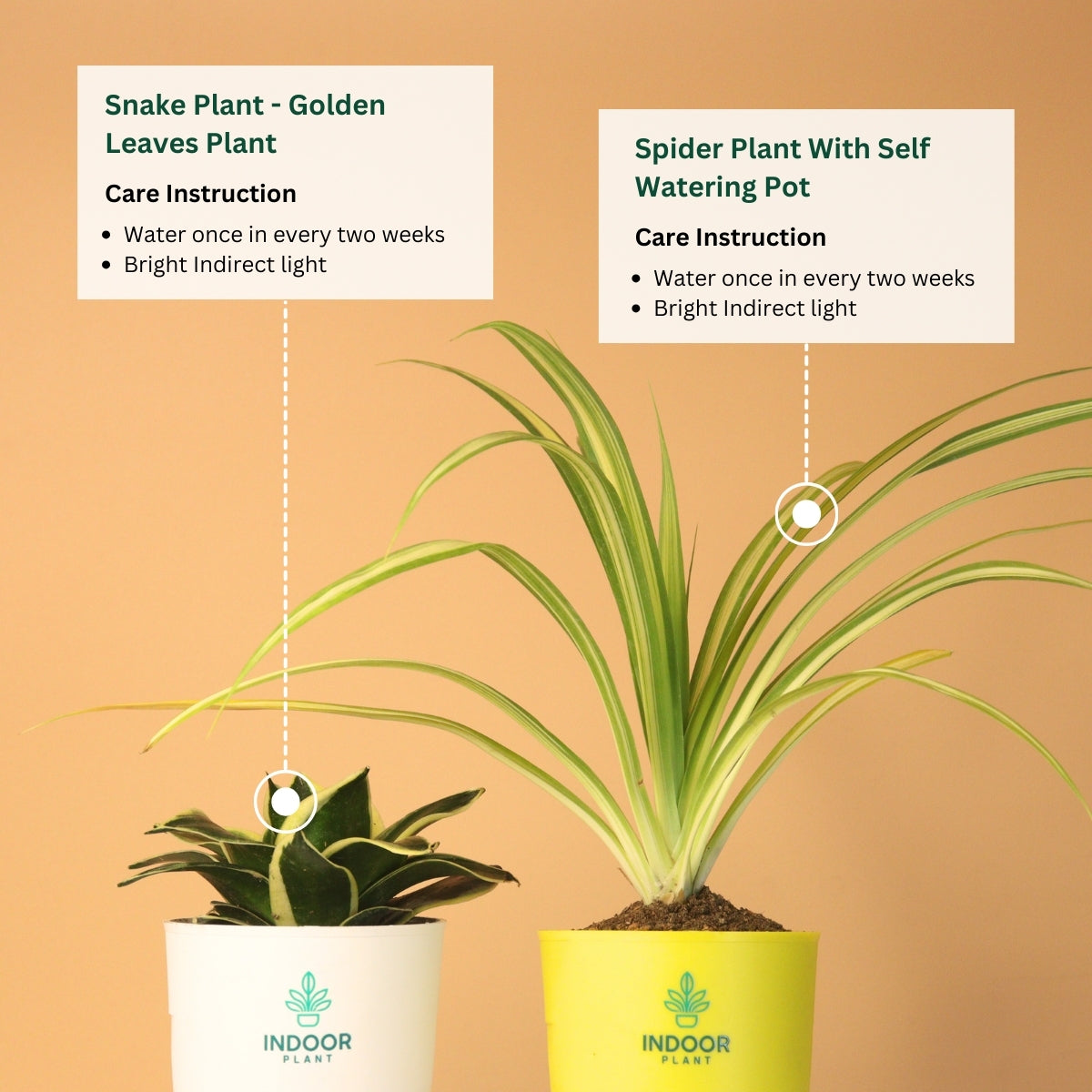 Pack Of 2 Air Purifying Plants