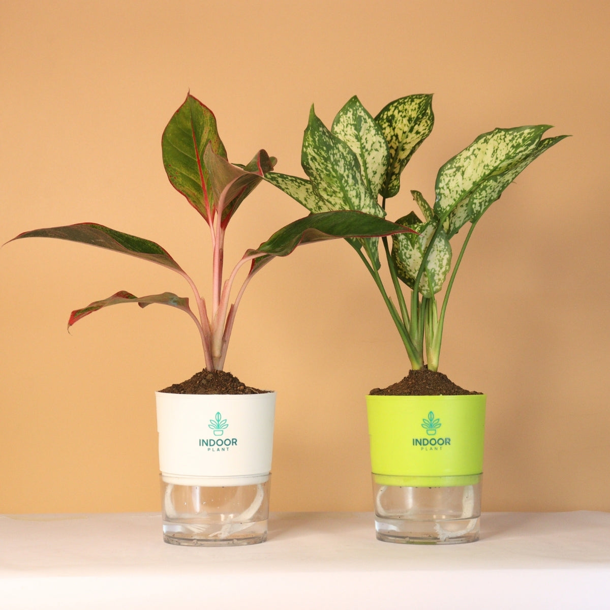 Pack Of 2 Pretty Plants