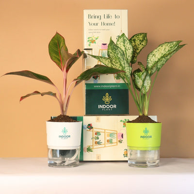 Pack Of 2 Pretty Plants