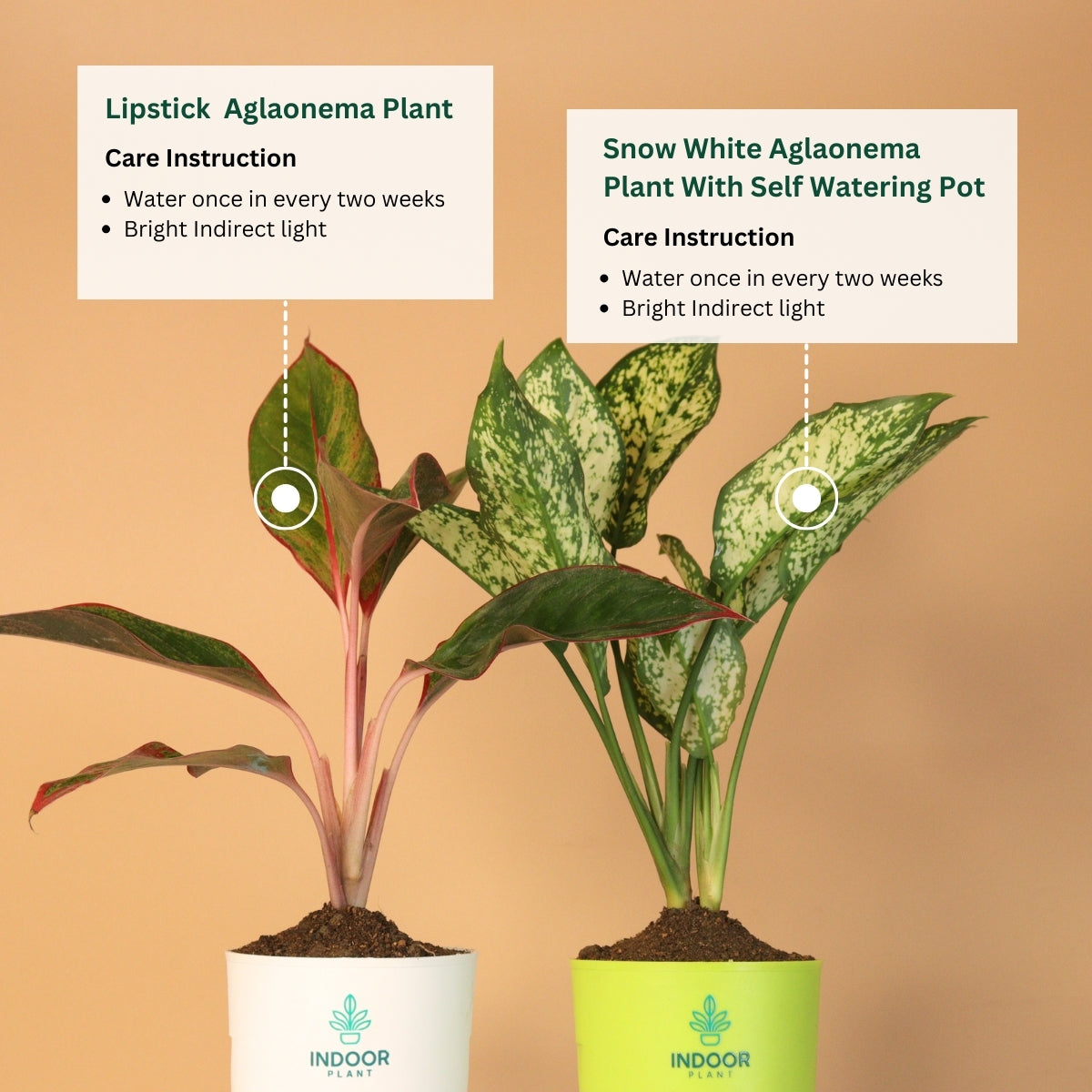 Pack Of 2 Pretty Plants