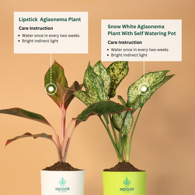 Pack Of 2 Pretty Plants