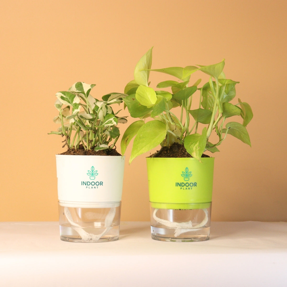 Pack Of 2 Vaastu Plants