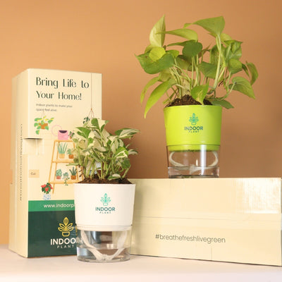 Pack Of 2 Vaastu Plants