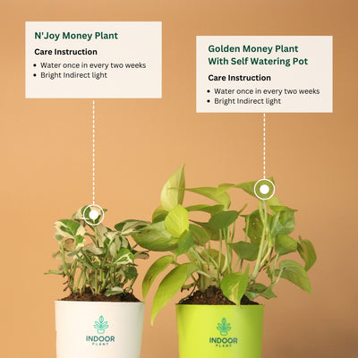 Pack Of 2 Vaastu Plants