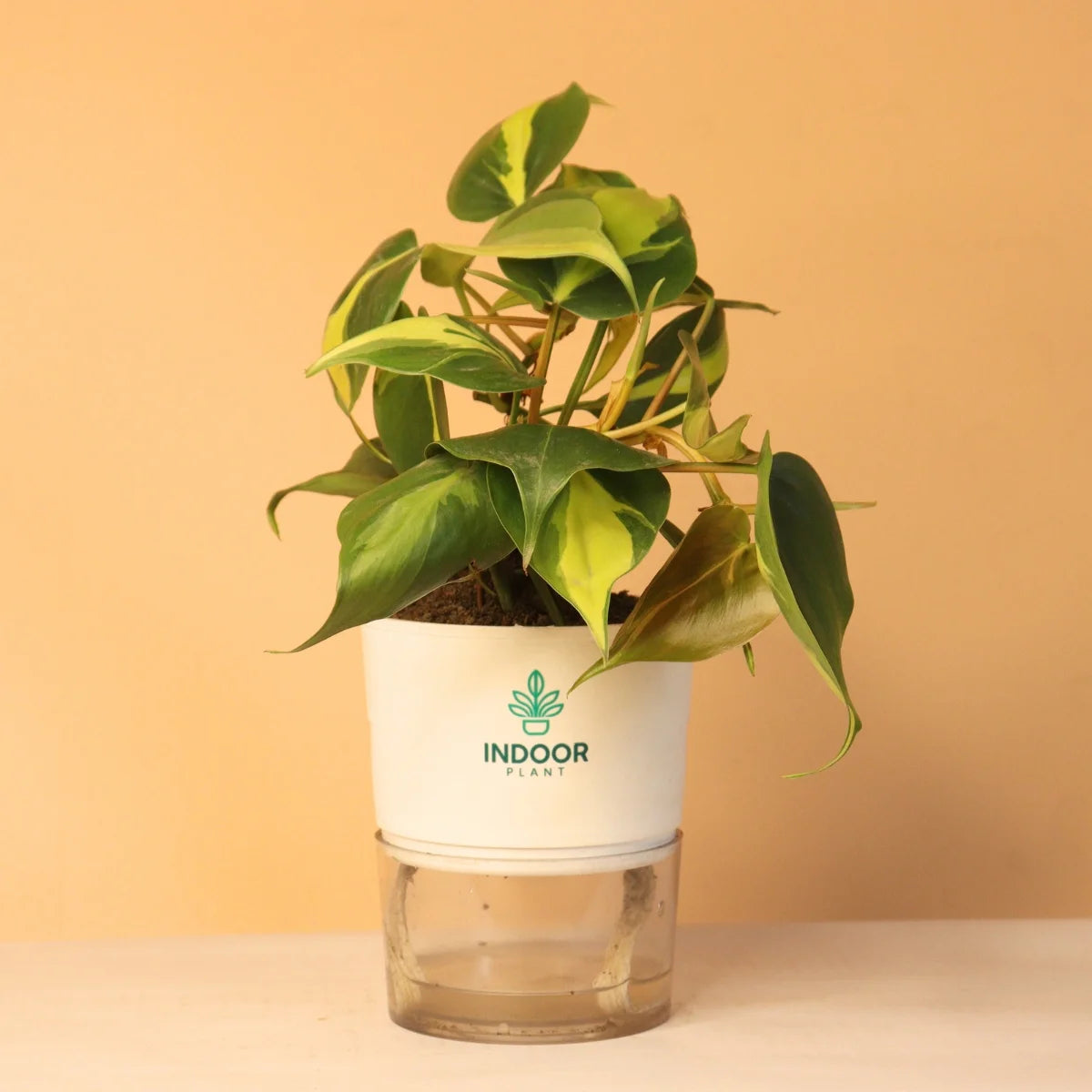 Philodendron Brasil Money Plant With Self Watering Pot