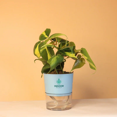 Philodendron Brasil Money Plant With Self Watering Pot