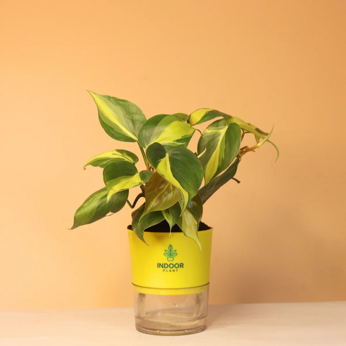 Philodendron Brasil Money Plant With Self Watering Pot