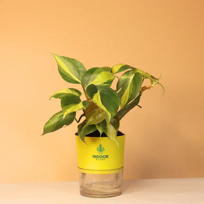 Philodendron Brasil Money Plant With Self Watering Pot