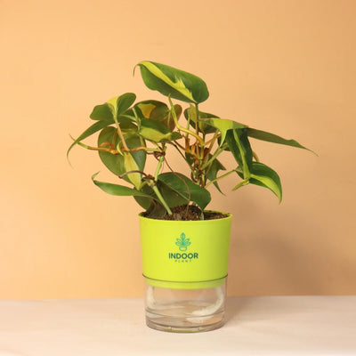 Philodendron Brasil Money Plant With Self Watering Pot