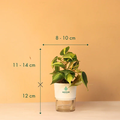 Philodendron Brasil Money Plant With Self Watering Pot