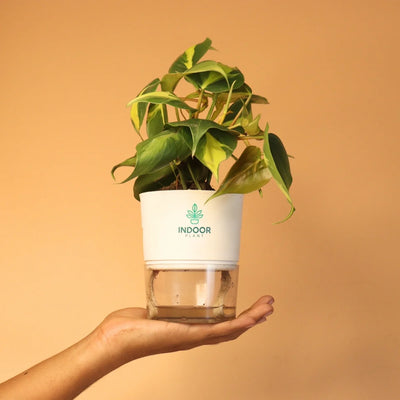 Philodendron Brasil Money Plant With Self Watering Pot