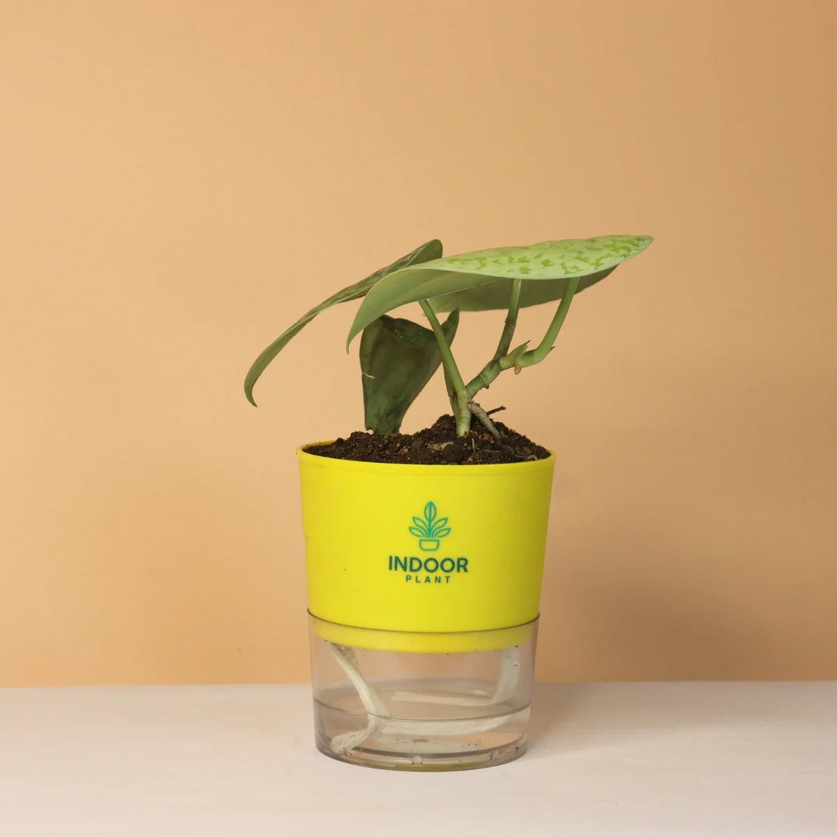 Scindapsus Pictus Silver Lady Pothos Plant With Self Watering Pot