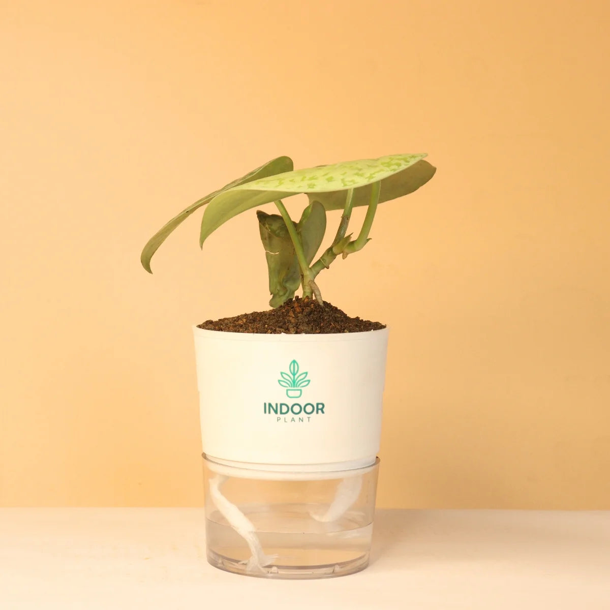 Scindapsus Pictus Silver Lady Pothos Plant With Self Watering Pot