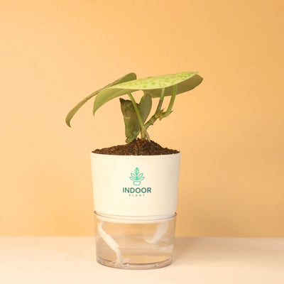 Scindapsus Pictus Silver Lady Pothos Plant With Self Watering Pot