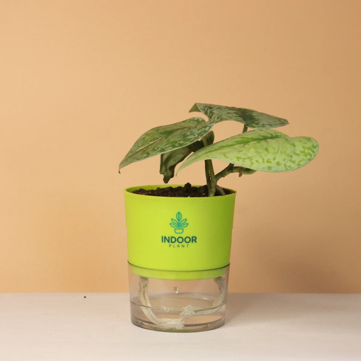 Scindapsus Pictus Silver Lady Pothos Plant With Self Watering Pot