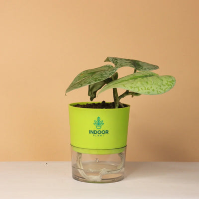 Scindapsus Pictus Silver Lady Pothos Plant With Self Watering Pot