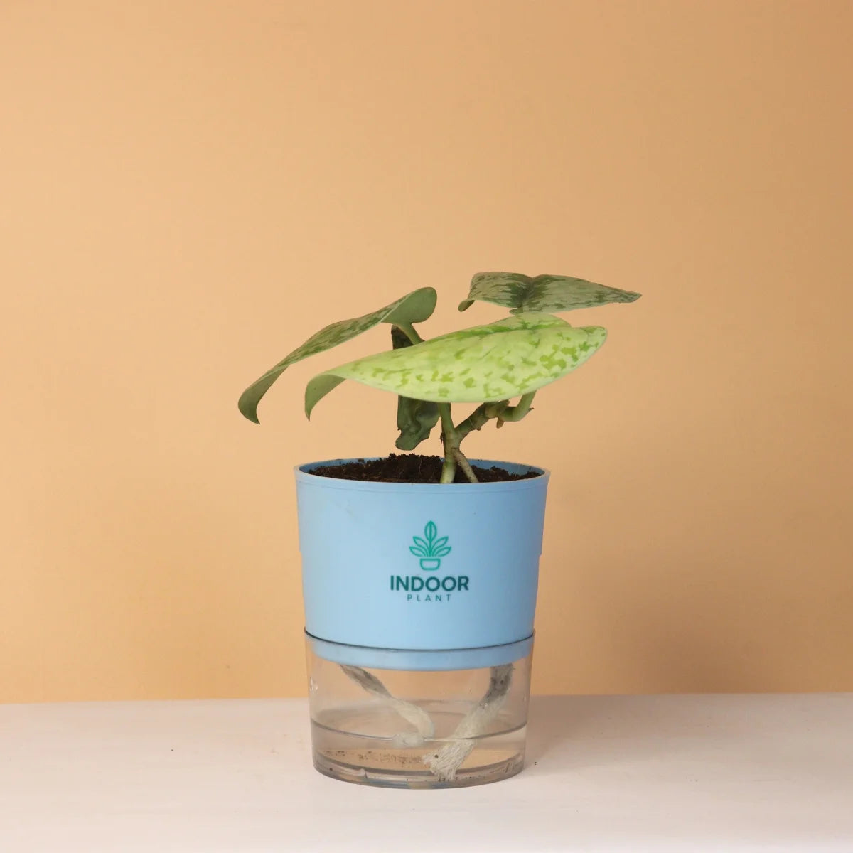 Scindapsus Pictus Silver Lady Pothos Plant With Self Watering Pot