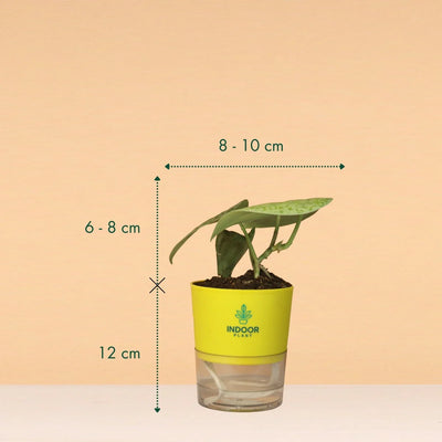 Scindapsus Pictus Silver Lady Pothos Plant With Self Watering Pot