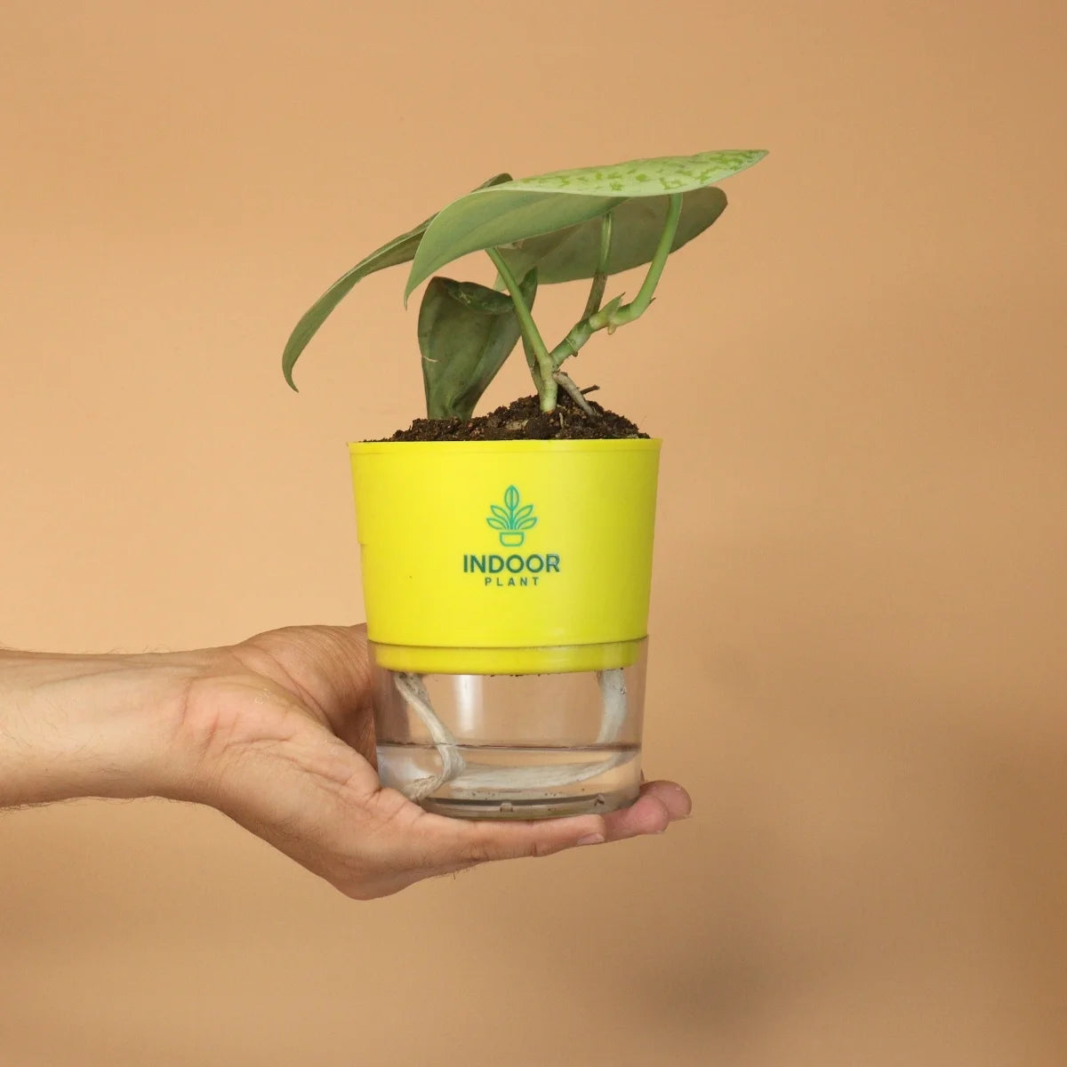 Scindapsus Pictus Silver Lady Pothos Plant With Self Watering Pot