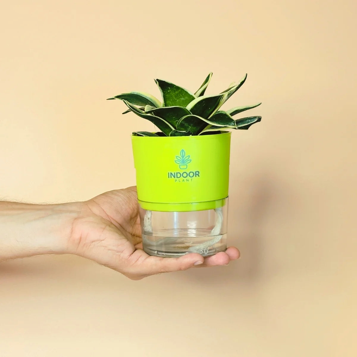 Snake Plant - Golden Leaves Plant With Self Watering Pot