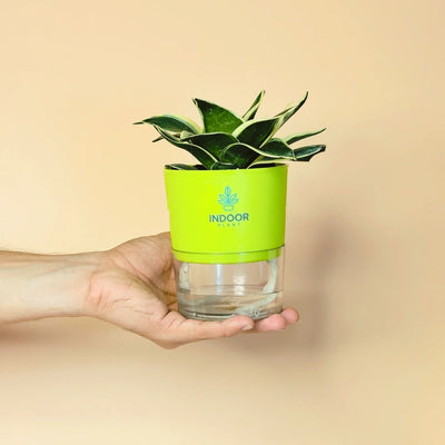 Snake Plant - Golden Leaves Plant With Self Watering Pot
