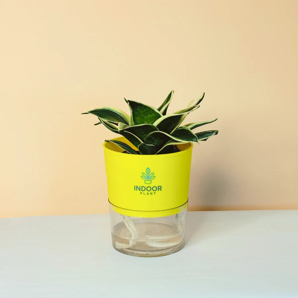 Snake Plant - Golden Leaves Plant With Self Watering Pot