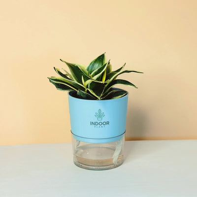 Snake Plant - Golden Leaves Plant With Self Watering Pot