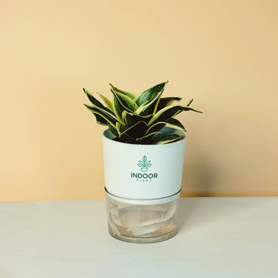Snake Plant - Golden Leaves Plant With Self Watering Pot